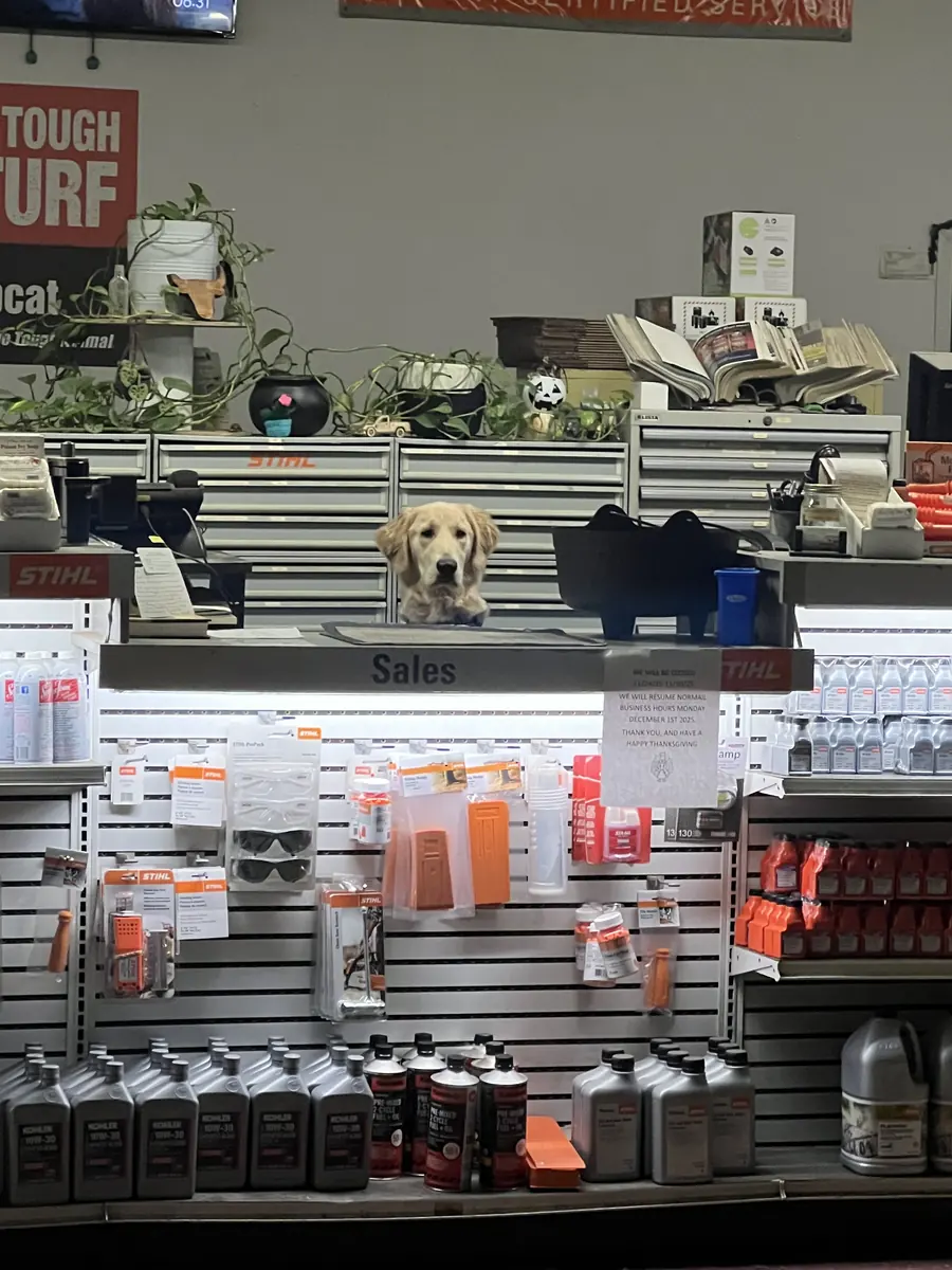 Shop dog greeting customers from behind the sales counter