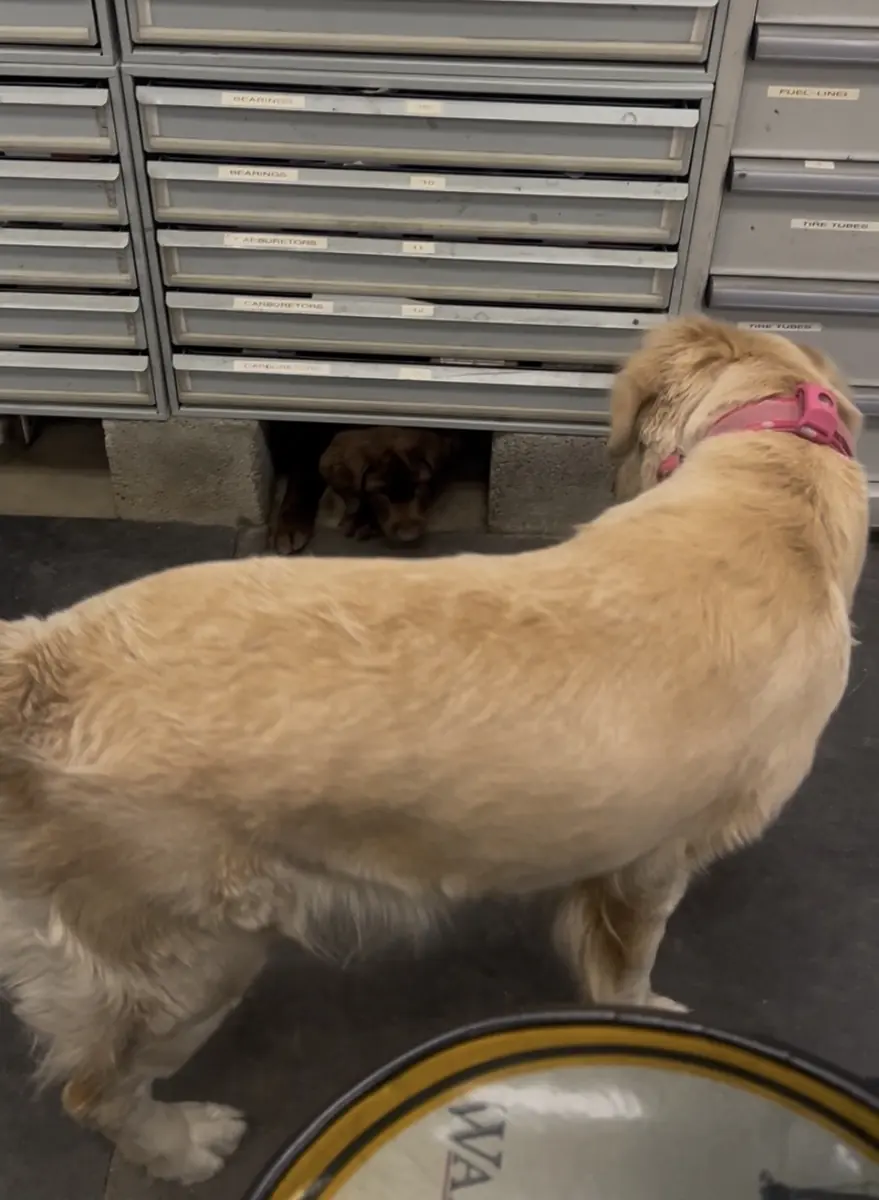 Shop dogs checking the parts cabinet
